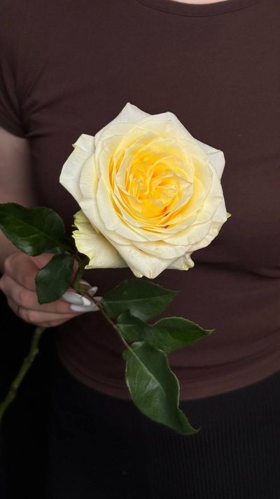 Роза Кендилайт 50-60 см поштучно — цветы «Лето», Шемонаиха