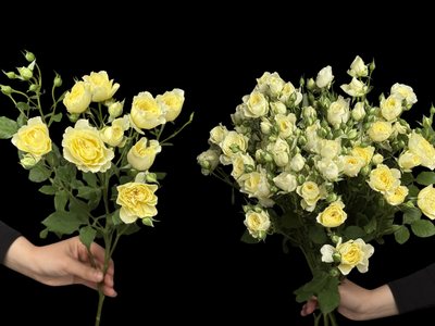 Роза кустовая желтая поштучно — цветы «Лето», Шемонаиха