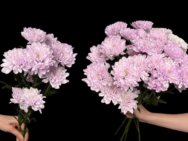 Хризантема кустовая сиреневая поштучно — цветы «Лето», Шемонаиха